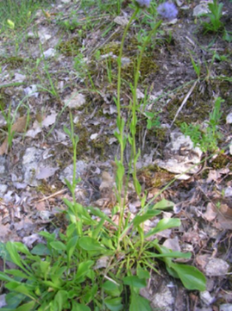 Globularia bisnagarica (=Globularia punctata) / Vedovelle dei prati